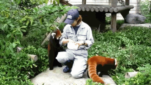 Give Me Thank You GIF - Red Pandas Pandas Hungry GIFs