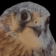 a pixelated image of a bird with a black background