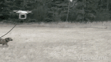 Dog Drone GIF - Dog Drone Fly GIFs