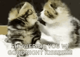 two kittens are playing with each other and one of them is petting the other 's paw .