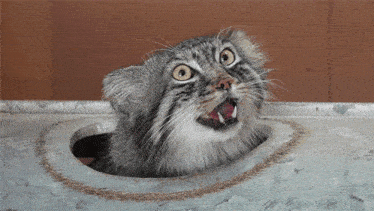 a cat is sticking its head out of a hole in the ground