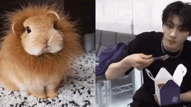 a rabbit with a lion 's mane is sitting next to a man eating noodles .