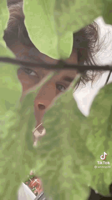 a man is peeking out from behind a leaf .