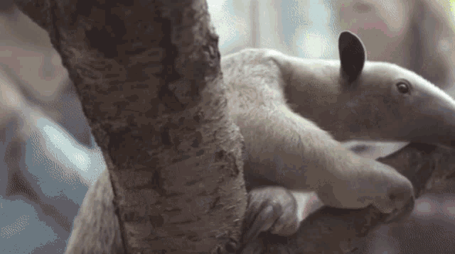 a person is holding a small anteater in their hands