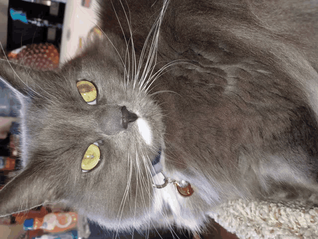 a gray cat with yellow eyes and a white nose
