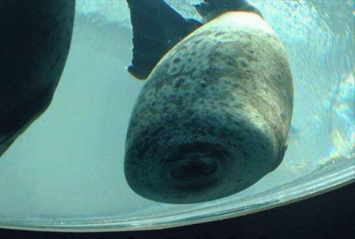 Fat Seal GIF - Fat Seal GIFs