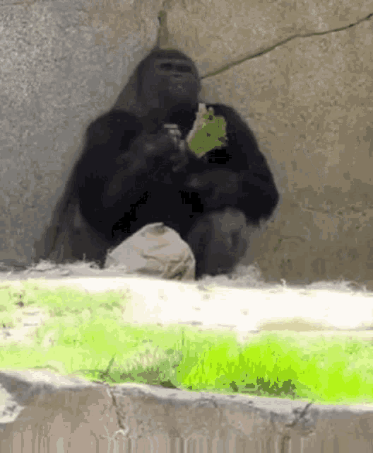 a gorilla is sitting on a rock and eating a piece of lettuce .