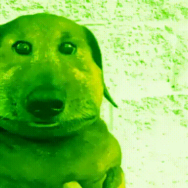 a green dog is looking at the camera