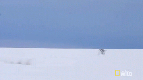 Flying Bird Alaskas Deadliest GIF - Flying Bird Alaskas Deadliest Snow Owl GIFs