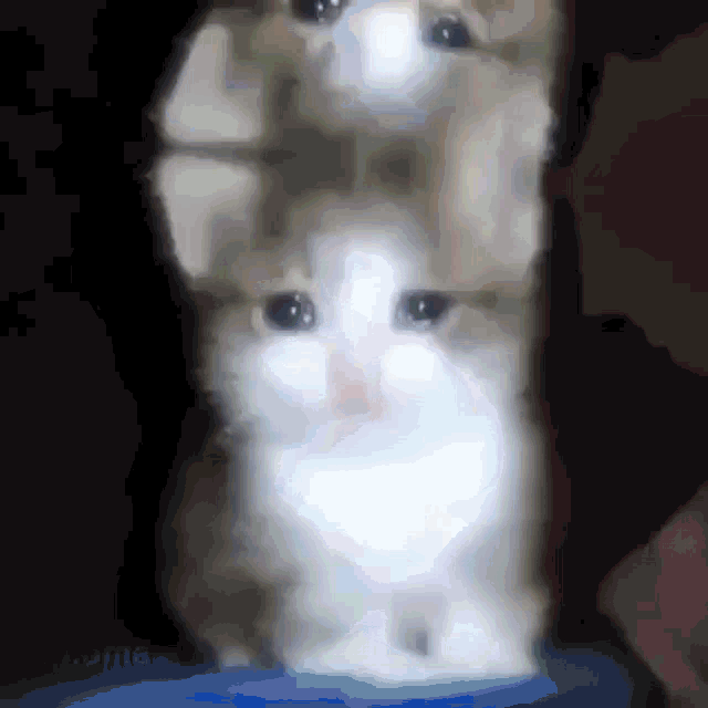 Sad Cat Sad Cat Edit GIF - Sad Cat Sad Cat GIFs