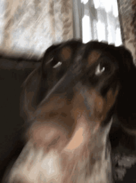 a dachshund is sitting on a couch looking at the camera .