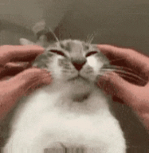 Squishy Cade Cat GIF - Squishy Cade Cat GIFs
