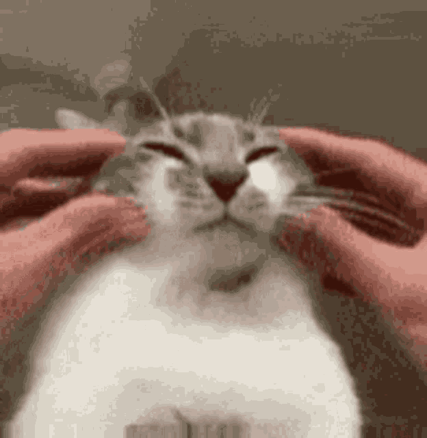 a person is petting a cat 's head with both hands .