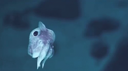 Dumbo Squid Lifestyle GIF - Dumbo Squid Lifestyle Float GIFs