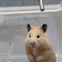 a close up of a hamster 's face looking at the camera with its mouth open .