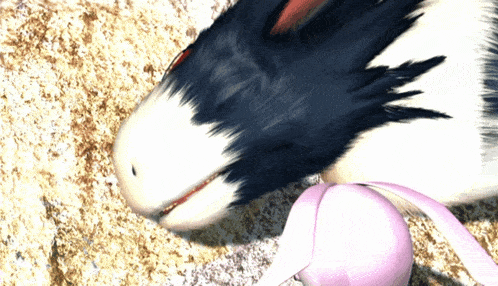 a black and white animal laying on the ground next to a pink object
