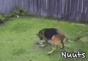 a man and a woman are squatting down in the grass with the words nuuts written on the bottom
