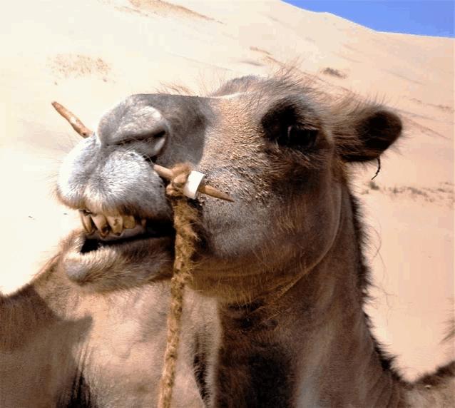 a close up of a camel 's face with its mouth open