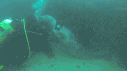 Further Proof That Seals Are Dogs Of The Ocean GIF - Seal Cuddles Scuba Diving GIFs