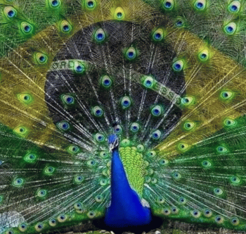Lula Preso Peacock GIF - Lula Preso Peacock Brazil GIFs