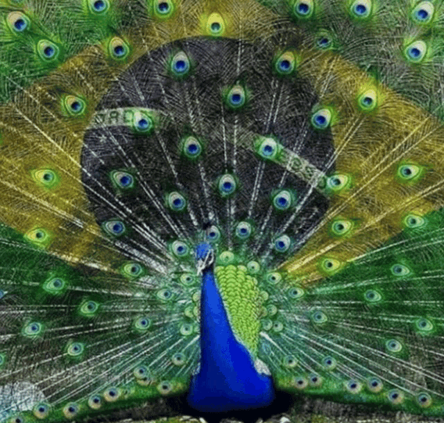 a peacock is displaying its feathers with a watermark that says ' jbc ' on it