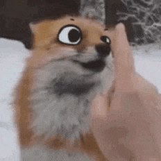 a fox is looking at a person 's finger .
