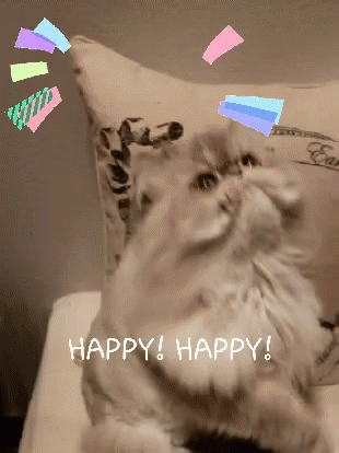 Happy Cat GIF - Happy Cat Kitty GIFs
