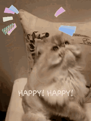 a cat with a pillow on its head and the words happy happy on the bottom