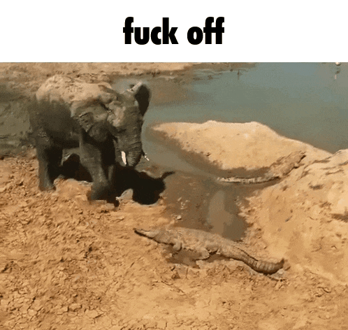 an elephant and a crocodile are standing in the dirt near a body of water and the words fuck off are above them