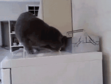 a cat is standing on top of a white box with the letter l on it