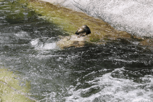 a person swimming in a river with a rock in the background