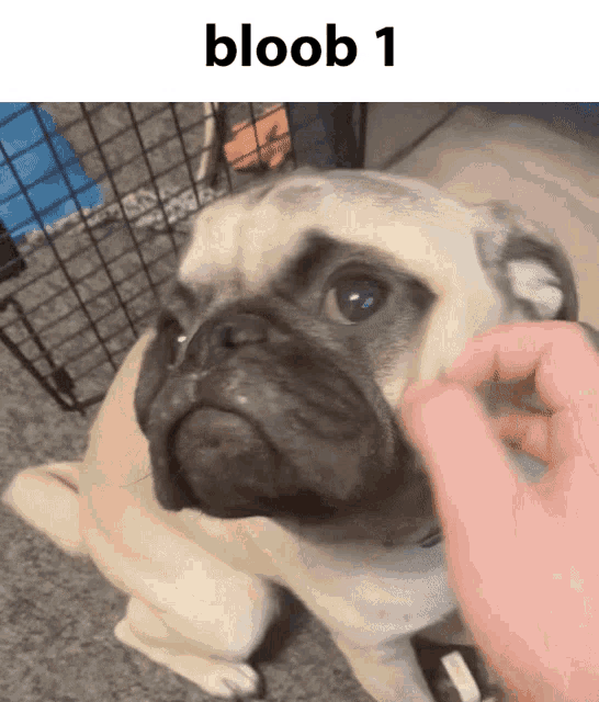 Bloob Pug GIF - Bloob Pug Cosmo GIFs