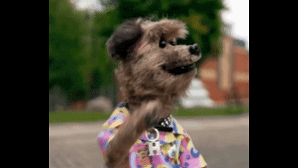 a small dog wearing a colorful shirt is standing on a street .