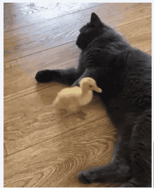 Angry Cat GIF - Angry Cat Duck GIFs