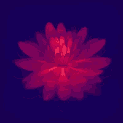 Flower Red Flower GIF