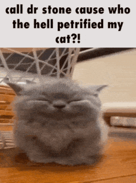 a picture of a cat with the caption call dr stone cause who the hell petrified my cat