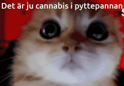 a close up of a cat 's face with the words det ar ju cannabis i pyttepannan written above it