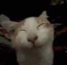 a white and brown cat is smiling with its eyes closed .