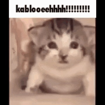 a cat is sitting on the floor with a caption that says kablooeehhhh .