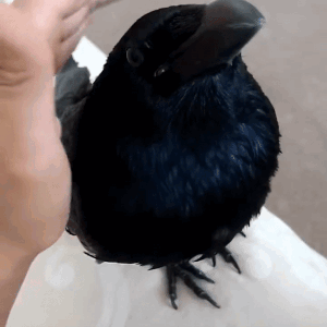 Crow Raven GIF - Crow Raven Petting GIFs