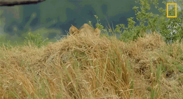 Lioness Savage Kingdom GIF - Lioness Savage Kingdom Queen Of The Jungle GIFs