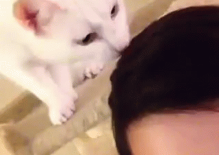 Scouti Sniffs GIF - Sniff Cat Head GIFs