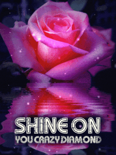 a picture of a pink rose with the words shine on you crazy diamond