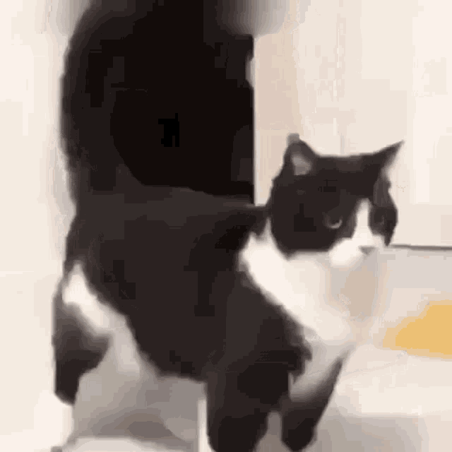 Dance Cat Vibe GIF - Dance Cat Vibe GIFs