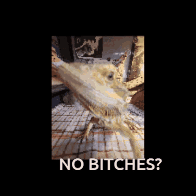 a picture of a lizard with the words " no bitches " below it