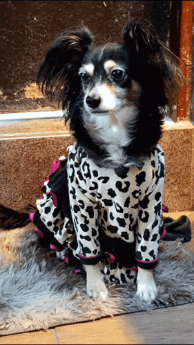 a small black and white chihuahua wearing a leopard print dress