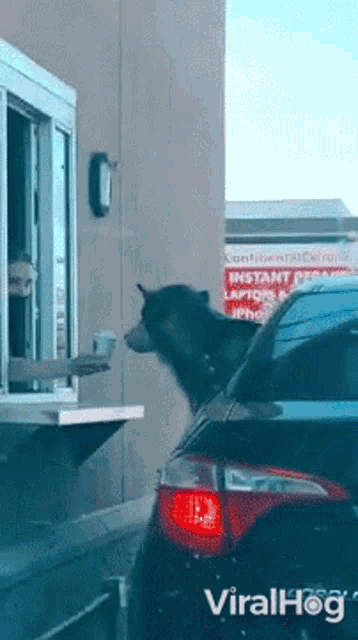 a black dog is standing in front of a drive thru window with a sign that says instant coffee