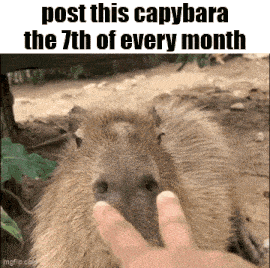 a capybara is being touched by a person 's finger and the caption says post this capybara the 7th of every month