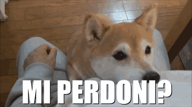 a dog laying on a person 's lap with the words " mi perdoni " written above it