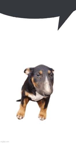 a bull terrier puppy standing next to a speech bubble on a white background